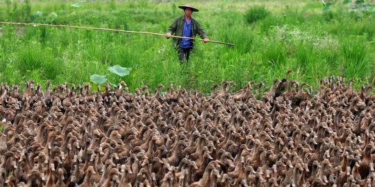 Ribuan itik di Grobogan mati, diduga flu burung