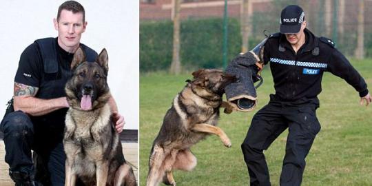 Ini anjing kepolisian terbaik se-Inggris