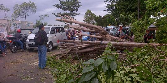 Pohon tumbang di Jalan Raya Kalimalang macetkan arus lalu lintas