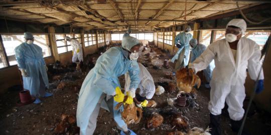 Rawan flu burung, 12 kecamatan di Sukoharjo siapkan tamiflu