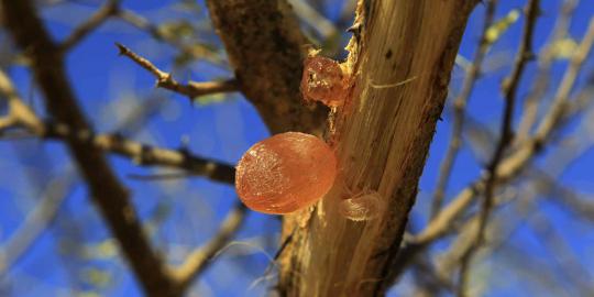 Manisnya permen karet alam 'Gum Arabic' dari pohon akasia