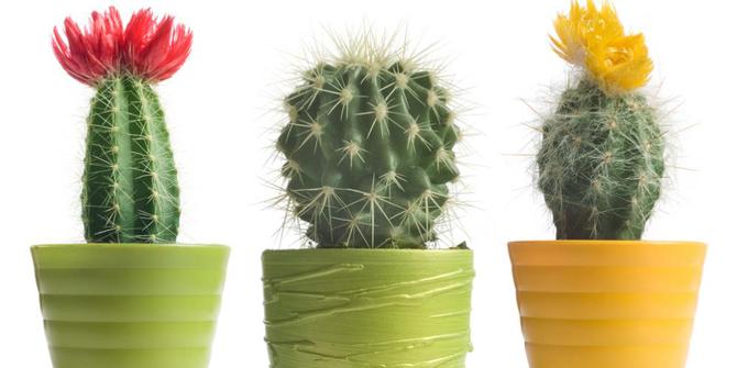5 Jenis kaktus  yang mempercantik rumah merdeka com