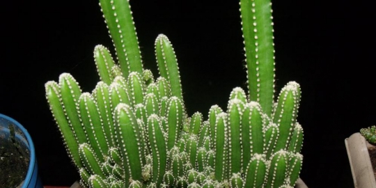 5 jenis kaktus yang mempercantik rumah