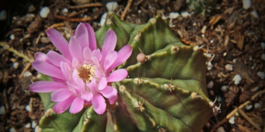 5 jenis kaktus yang mempercantik rumah