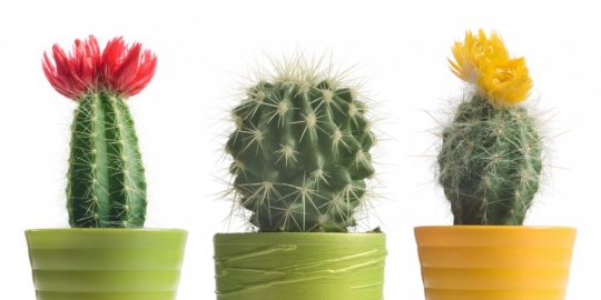 5 jenis kaktus yang mempercantik rumah