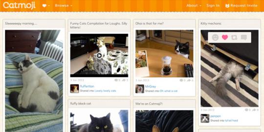Ini dia, jejaring sosialnya para kucing!