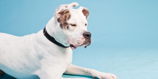 Maroko sahkan beleid soal anjing galak