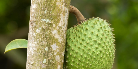 5 khasiat menakjubkan dari buah sirsak