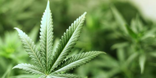 Kakak beradik Agung-Wulandari kompak edarkan ganja 