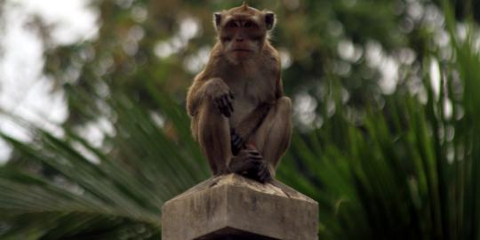 Warga Palmerah takut monyet liar menyerang anak-anak