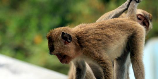 Monyet Palmerah sempat akan dikirim ke Ragunan, ditolak ojek