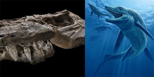 Thalattoarchon, T-Rex versi lautan di era baru