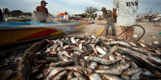 Nelayan sukses gunakan alat pendeteksi ikan