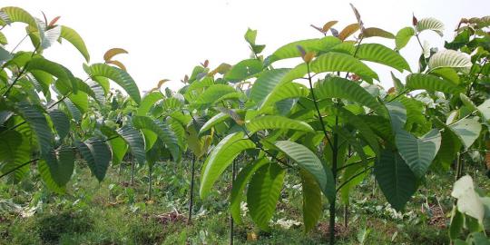 Pohon jabon, dulu murah sekarang mahal