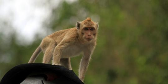 Monyet ganas di Palmerah akhirnya ditangkap