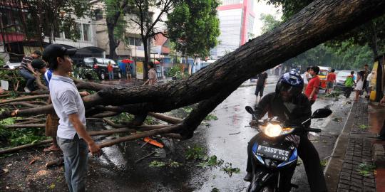 Pohon tumbang timpa sekolah di Tangerang