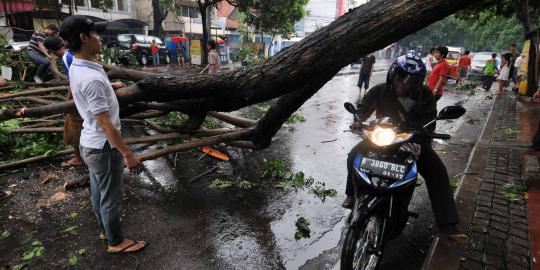 81 Pohon tumbang akibat angin kencang di Jakarta