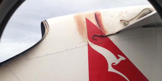 Ular python ukuran 3 meter ikut terbang di sayap pesawat Qantas