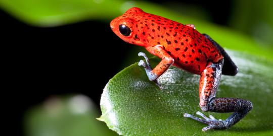 Koktail katak bikin pria perkasa di atas ranjang