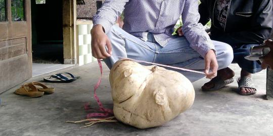 Penemuan bengkuang raksasa gegerkan warga lereng Merapi