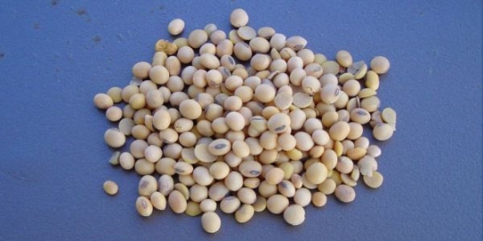 10 makanan kaya omega-3