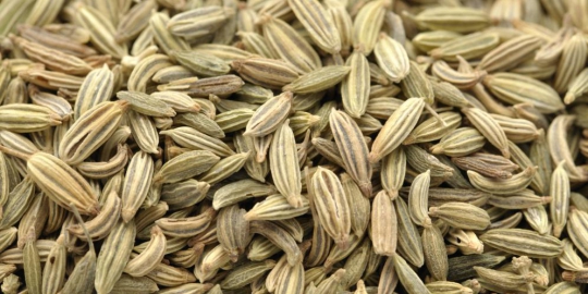 5 jenis herbal pembesar payudara