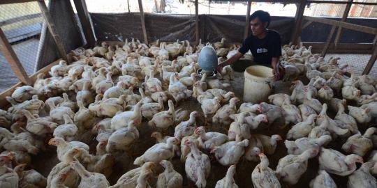 Juragan ayam di Solo bangkrut akibat banjir besar Jakarta