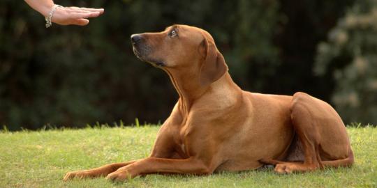 8 Tips penting melatih anjing