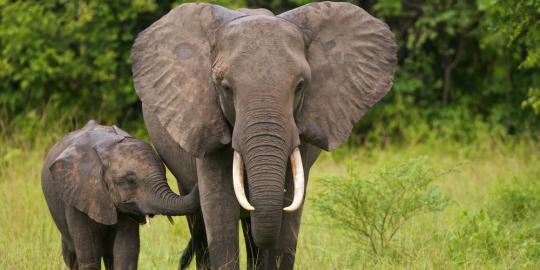 10 Gajah di Sabah Malaysia mati akibat racun tikus