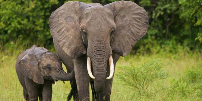 10 Gajah Di Sabah Malaysia Mati Akibat Racun Tikus