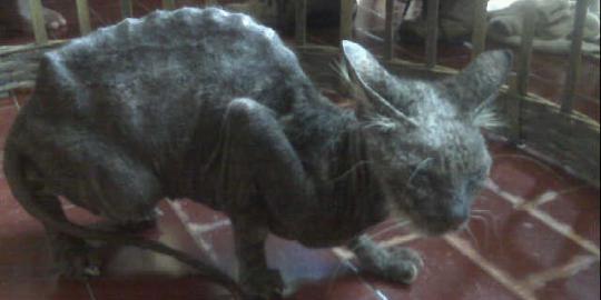 Warga Jl Ubi Surabaya geger temukan kucing gaib