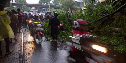 Pohon keramat tumbang timpa pura di Bali