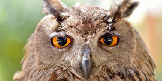 Jawaban mengapa burung hantu bisa memutar kepalanya