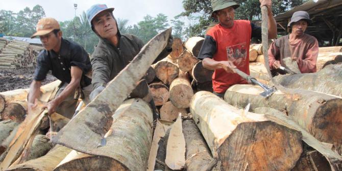 Ambisi Indonesia jadi pengekspor kayu terbesar ke Belanda 