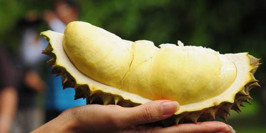 Presiden PKS kalah lomba makan durian