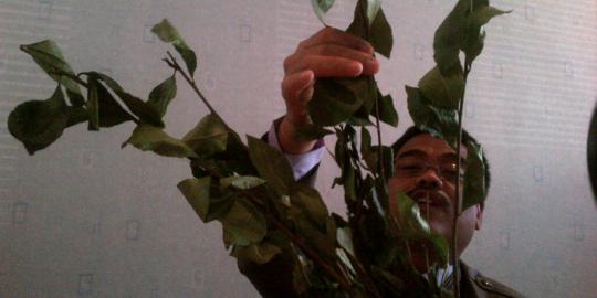 Polisi akan minta keterangan warga soal tanaman khat