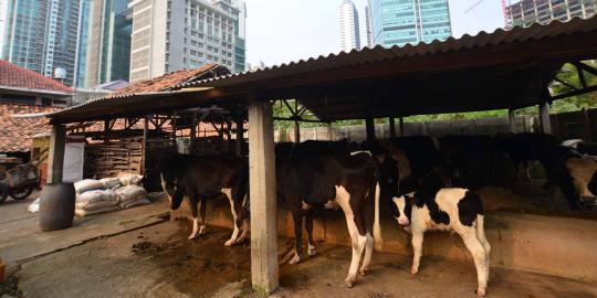 Kualitas rumah potong hewan di Indonesia rendah