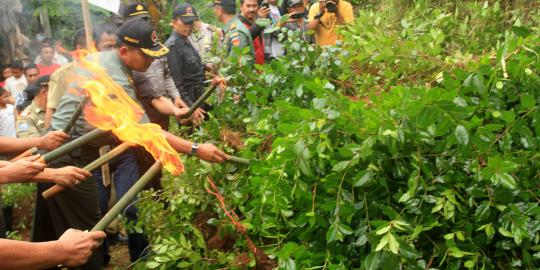 Polisi musnahkan ladang tanaman khat di Baturraden