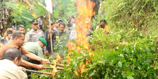 Polres Banyumas musnahkan ladang tanaman khat