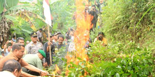 2 Hektare ladang pohon khat di Bogor dibakar