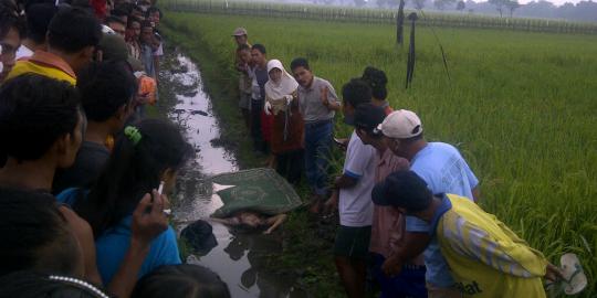 Mayat perempuan setengah bugil di sawah gegerkan warga