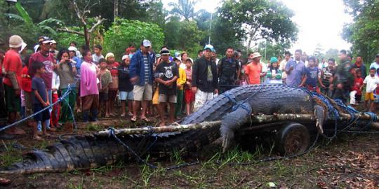 Buaya terbesar sejagat mati