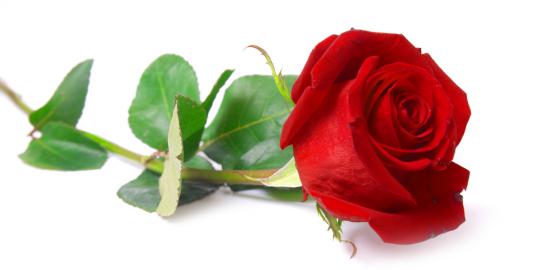 6 Fakta unik tentang bunga mawar