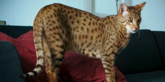 10 kucing termahal sejagat