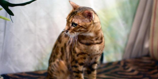 10 kucing termahal sejagat