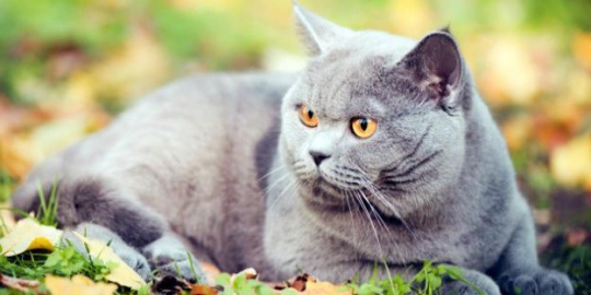 10 kucing termahal sejagat
