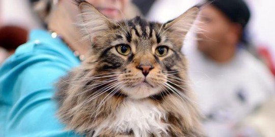 10 kucing termahal sejagat