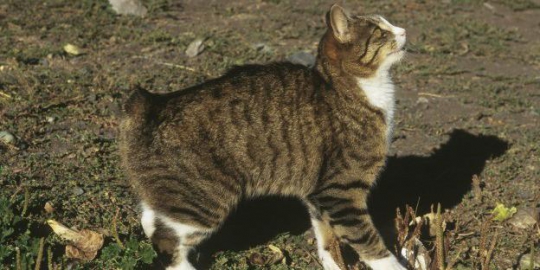 10 kucing termahal sejagat