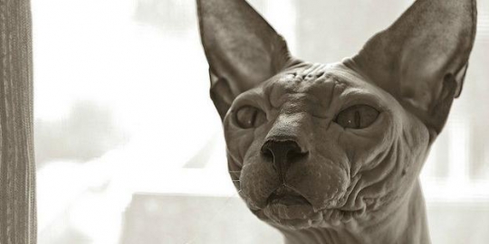 10 kucing termahal sejagat