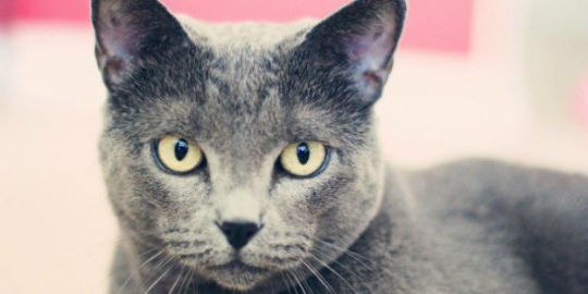 10 kucing termahal sejagat